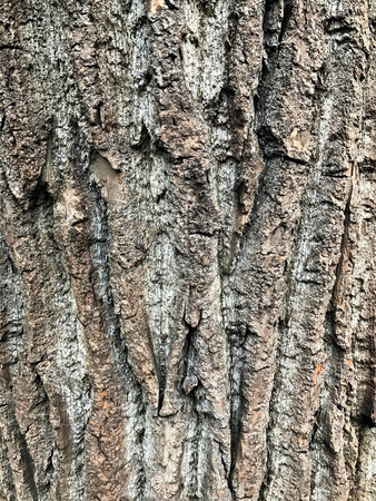 Weathered and cracked wood surface texture background.