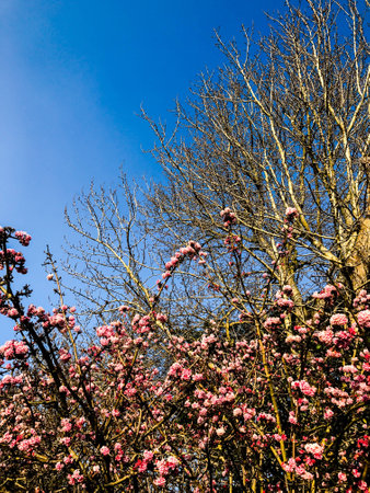 Blooming Beautiful Cherry blossom stand against clear blue sky.の写真素材
