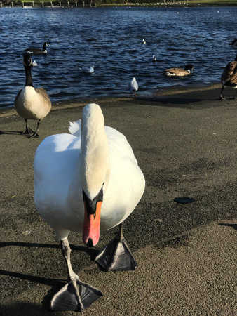 Swan walking on the path next to a lake in the park on a sunny day.の写真素材