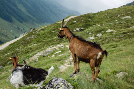 Goat family in the alpsの写真素材