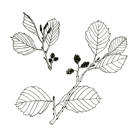 Alder branches - linear vector drawing on a white backgroundのイラスト素材