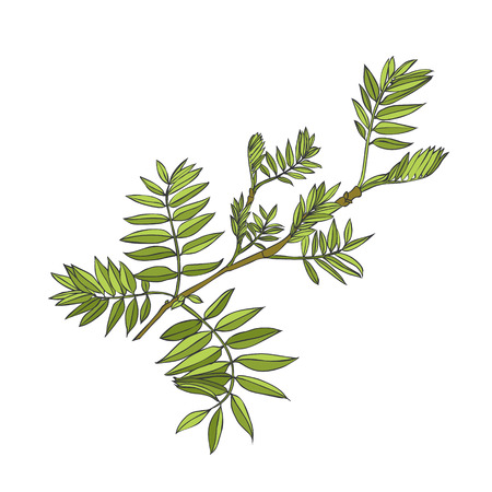 Vector rowan-tree plant on white backgroundのイラスト素材