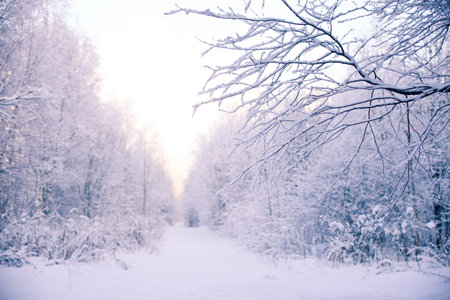 Winter landscape.