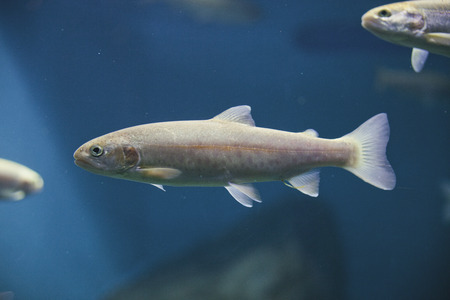 live rainbow trout fish in waterの写真素材