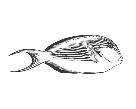 hand drawn striped surgeon fish