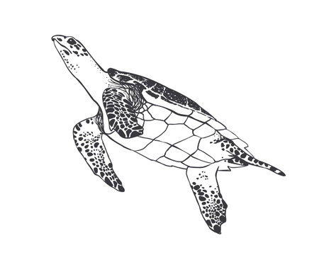 ウミガメの写真素材 イラスト素材 ストックフォトのamanaimages Plus