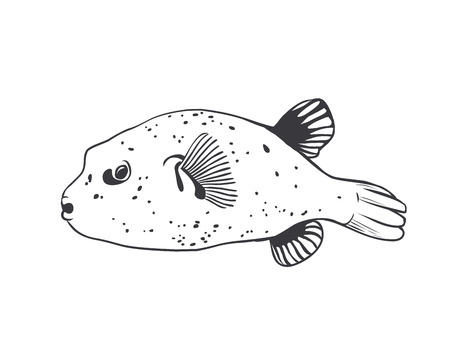 Vector  Black on white illustration - Fish ball Tetradon.のイラスト素材