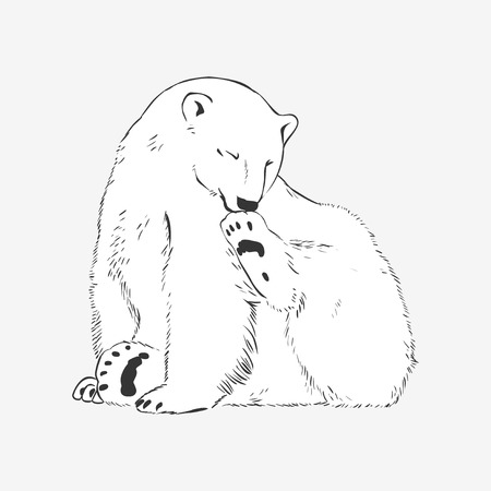 Vector illustration: cute polar bear washesのイラスト素材