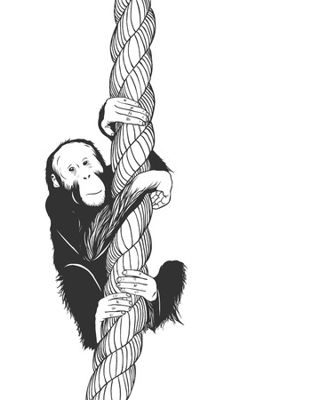 Vector zoo illustration. Little baboon monkey swinging on a ropeのイラスト素材