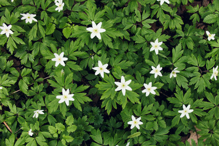 snowdrop (wood anemone ) flower. Top view