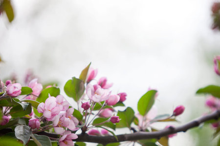 blooming apple tree. Pink delicate flowers and buds