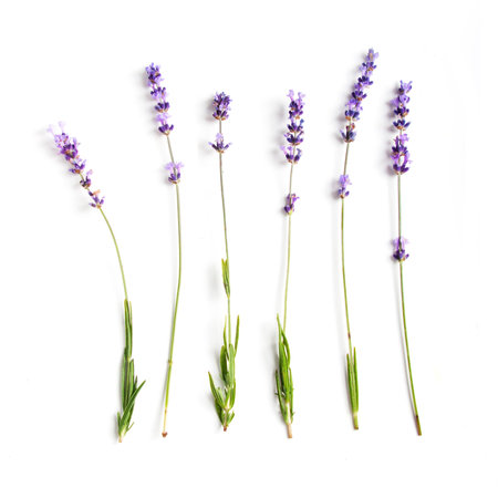 Fresh lavender flowers collection on white backgroundの写真素材