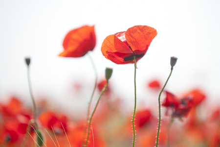 Red fresh poppy flowers. Blooming nature backgroundの写真素材
