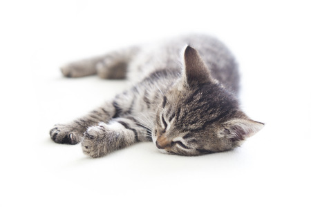 Cute sleeping motley kitten on white backgroundの写真素材