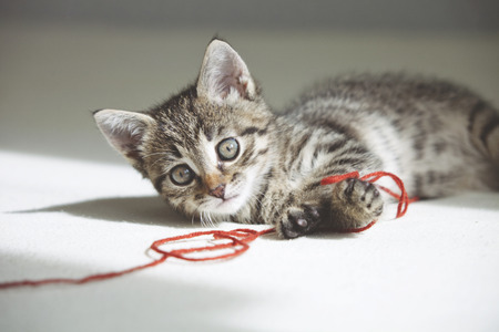 Small cute Kitten plays with red threadの写真素材