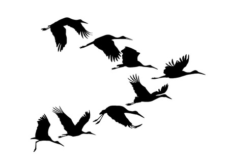 Storks flock. Vector silhouette black on whiteのイラスト素材