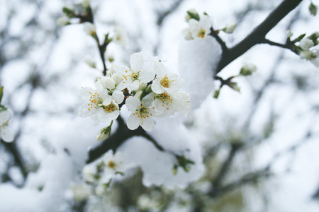 blossoming cherry tree in the snow. White flowersの写真素材