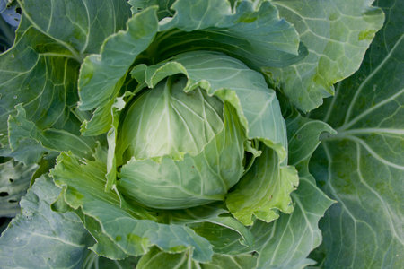 Fresh green cabbage vegetable. Organic food ingredient