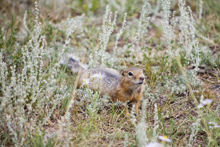 gopher crawling and sniffing in the grass wormwoodの写真素材
