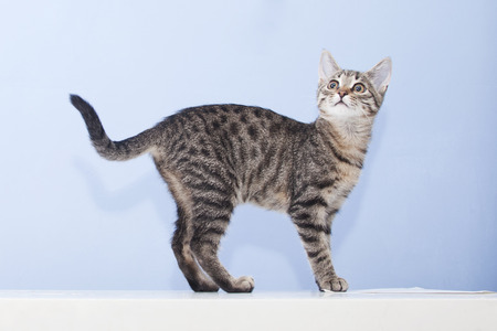 Young playful cat looking up on blue backgroundの写真素材