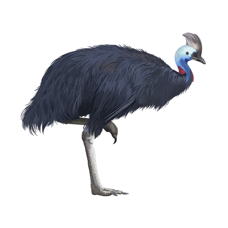Realistic detailed vector cassowary isolated on white backgroundのイラスト素材