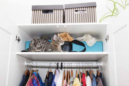 Cat on a cabinet shelf, clothes on hangersの写真素材