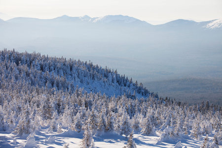 Mountain range Zyuratkul, winter landscape. Snow covered spruce forestの写真素材
