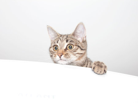 Playful curious cat face. Cute kitten portraitの写真素材