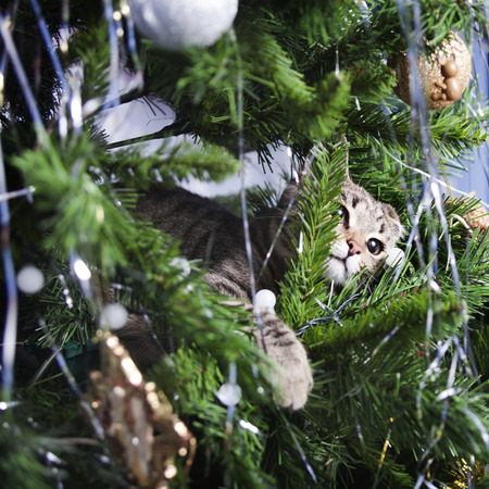 Cat on Christmas tree. Naughty cute kitten. New Yearの写真素材
