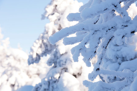 Snow covered fir tree branches. Winter nature