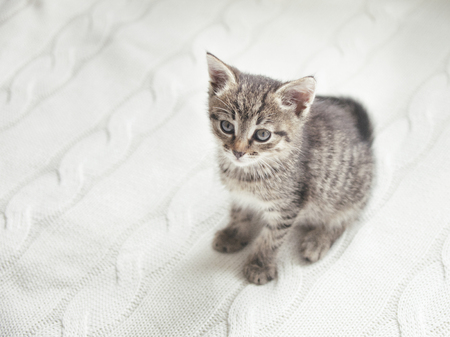 Cute striped kitten sitting on white knitted backgroundの写真素材