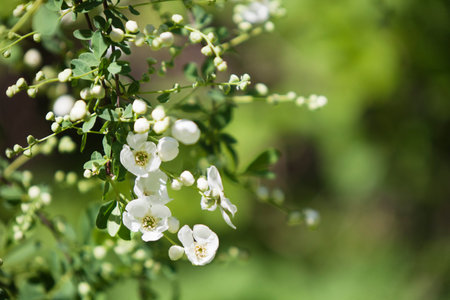 blooming bush nature background. White spring flowers