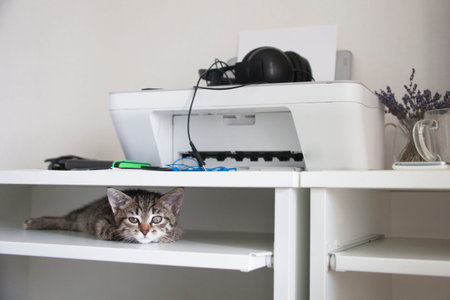Young cute cat. Kitten lies in the table