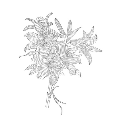 lily flower linear bouquet. Vector. Black and whiteのイラスト素材