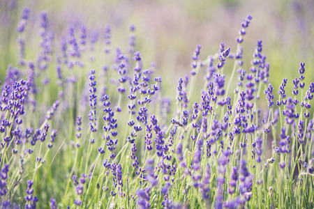 Lavender lilac flowers - nature floral backgroundの写真素材