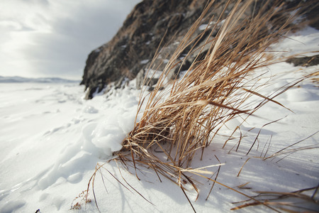 Dry grass under the snow, winter landscapeの写真素材