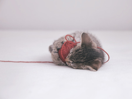 Tabby kitten plays with tangle of red threadの写真素材