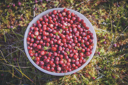 Bowl with fresh red berries (cranberries). Healthy foodの写真素材