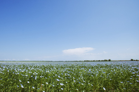 Blue flax field flowers. Nature floral backgroundの写真素材