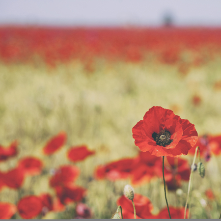 Plain red poppy field. Nature floral backgroundの写真素材