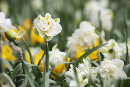 White double Narcissus (Daffodils) flowers. Spring natureの写真素材