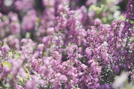 Pink erica flower - spring nature backgroundの写真素材