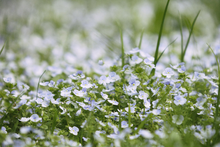 Field of blue small wild flowers. Veronica persica (forget-me-not) spring flowersの写真素材