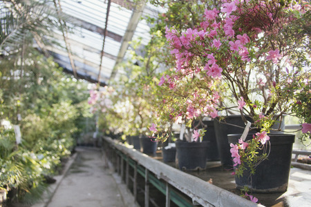 Flowering of rhododendrons in the old stock greenhouse of the Moscow Botanical Gardenの写真素材