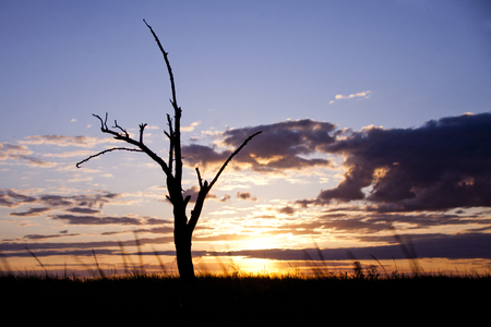 Silhouette of a dry tree on a sunset backgroundの写真素材