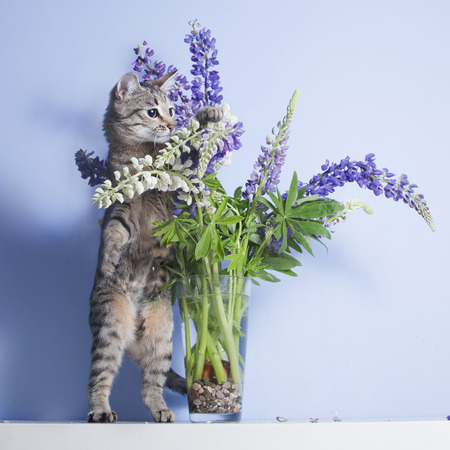 Tabby curious cute cat plays with lupine flowers in vaseの写真素材