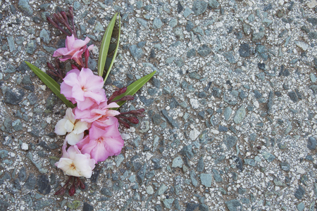 Rhododendron pink flowers on stone background. Spring natureの写真素材