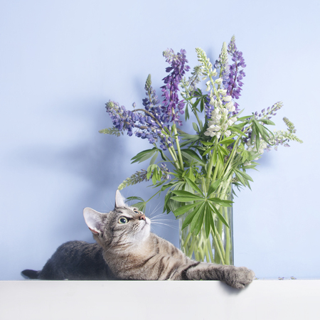 Tabby cute cat lies near lupine flowers in vaseの写真素材