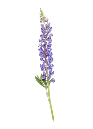Lupin blue flower isolated on white backgroundの写真素材