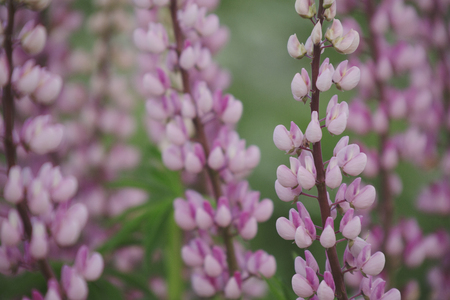 Nature background. Pink lupine flowers. Summer meadowの写真素材